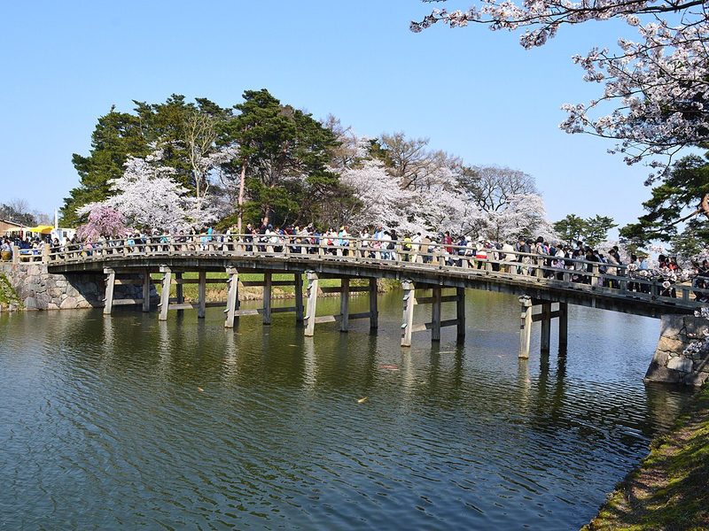 Cherry trees in bloom around the bridge at Takada Castle, near Myoko